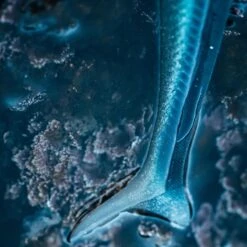 COMBO Leurres Souples Shad Lançon EELO 110 8gr AYU/BLEU -Pêche Séries Boutique combo leurres souples shad lancon eelo 110 8gr ayubleu 2