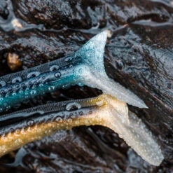 COMBO Leurres Souples Shad Lançon EELO 150 25g AYU/BLEU -Pêche Séries Boutique combo leurres souples shad lancon eelo 150 25g ayubleu 6