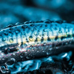 Poisson Nageur SAXTON 75S MAQUEREAU VERT Pêche Au Leurre En Mer -Pêche Séries Boutique poisson nageur saxton 75s maquereau vert peche au leurre en mer 4